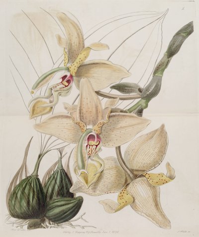 Stanhopea × quadricornis Lindl. (1838) by Miss Drake
